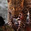Trăind cu leoparzii