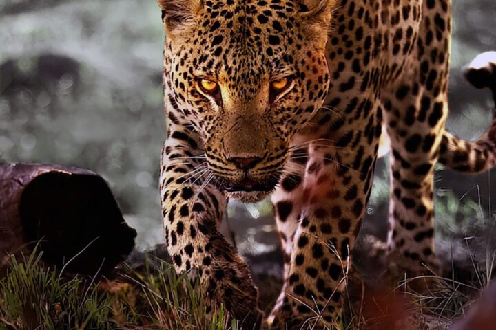 Trăind cu leoparzii