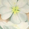 Georgia O’Keeffe White Primrose