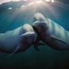 Oceanele noastre - Netflix