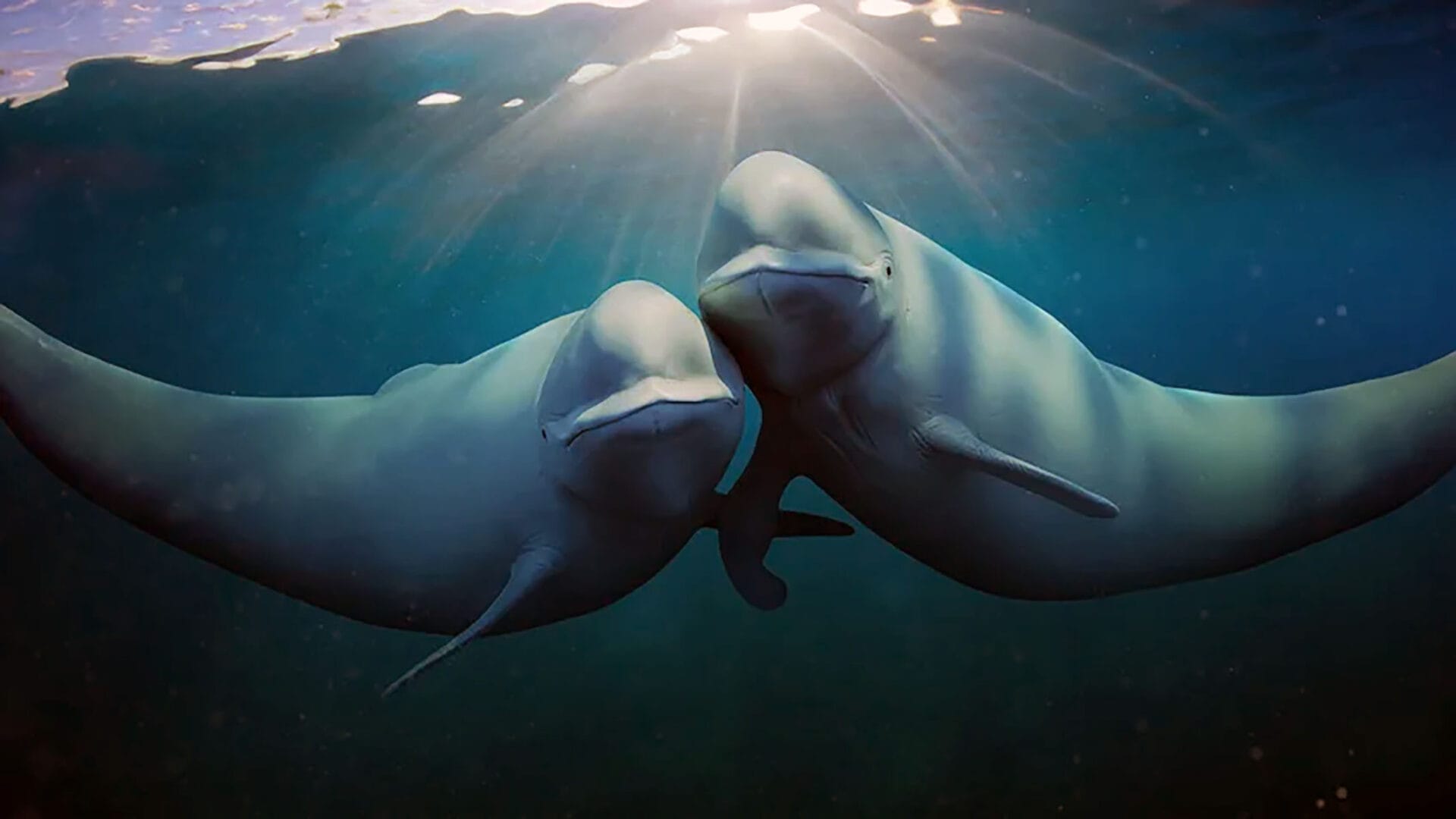Oceanele noastre - Netflix