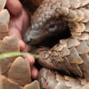 Pangolin: Calea lui Kulu – Netflix